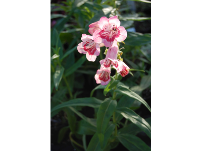 Penstemon hartwegii