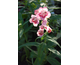 Penstemon hartwegii Sweet Lips