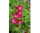 Penstemon gloxinioides Tubular Bells Wine Red White Throat