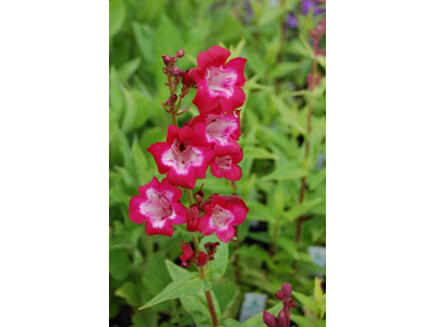 Penstemon gloxinioides