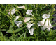 Penstemon White Bedder