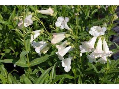 Penstemon