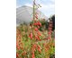 Penstemon barbatus Coccineus (Jingle Bells)