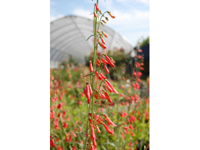 Penstemon barbatus