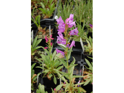 Penstemon barbatus var praecox f. nanum