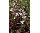 Penstemon digitalis Husker Red Superior Strain