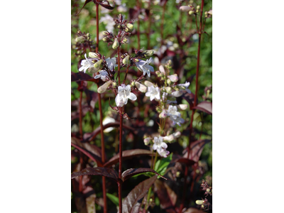 Penstemon digitalis