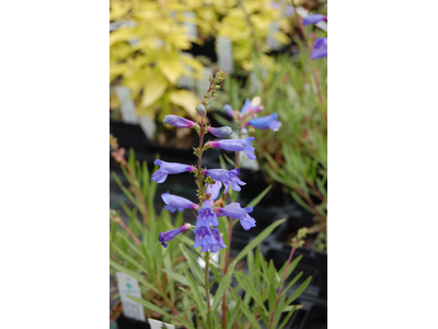 Penstemon heterophyllus