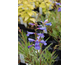 Penstemon heterophyllus Blue Springs (Electric Blue)