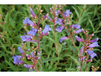 Penstemon heterophyllus
