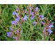 Penstemon heterophyllus Heavenly Blue