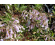 Penstemon hirsutus Snowbells
