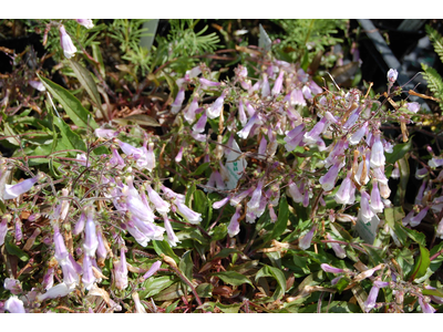 Penstemon hirsutus