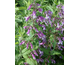 Penstemon smallii (Golf Coast)