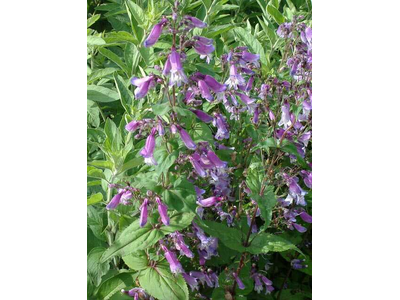 Penstemon smallii