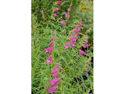 Penstemon x mexicale