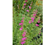 Penstemon x mexicale Sunburst Ruby