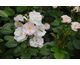 Rosa Perennial Blush