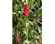 Persicaria amplexicaulis Fat Domino ®