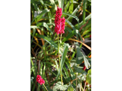 Persicaria amplexicaulis
