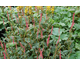 Persicaria amplexicaulis Orange Field ®