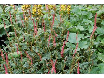 Persicaria amplexicaulis