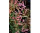 Persicaria amplexicaulis Pink Elephant ®