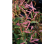 Persicaria amplexicaulis