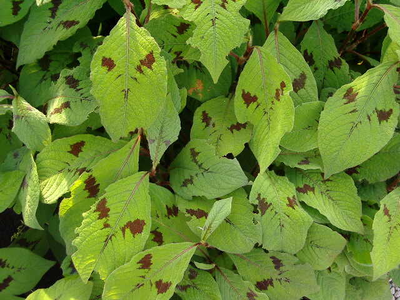 Persicaria filiformis 