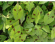 Persicaria filiformis  Variegata