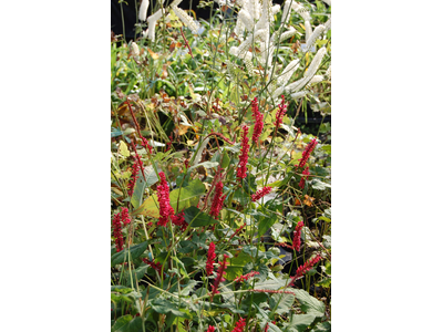 Persicaria microcephala
