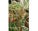 Persicaria microcephala JS Caliente ®