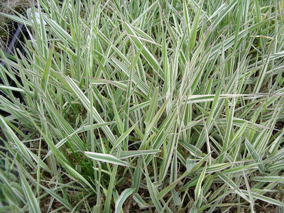 Phalaris arundinacea