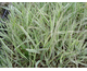 Phalaris arundinacea Picta