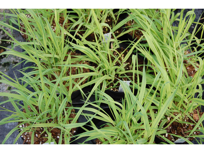 Phalaris arundinacea var. picta