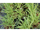 Phalaris arundinacea var. picta Arctic Sun