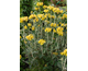 Phlomis fruticosa