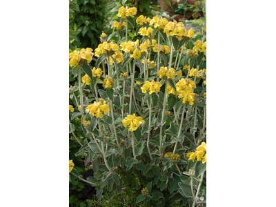 Phlomis fruticosa