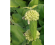 Phlomis russeliana