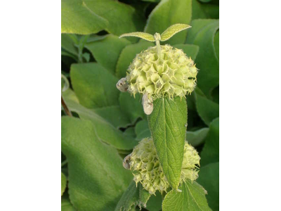 Phlomis russeliana