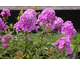 Phlox paniculata Blue Boy