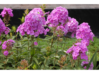 Phlox paniculata