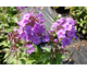 Phlox paniculata Blue Paradise