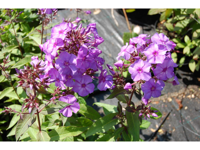 Phlox paniculata