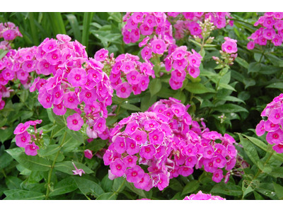 Phlox paniculata