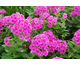Phlox paniculata Cosmopolitan ®