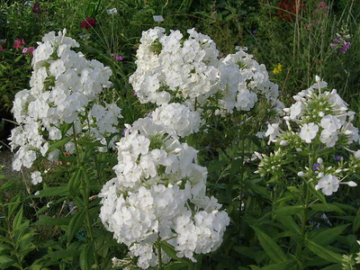 Phlox paniculata