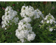 Phlox paniculata David