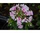 Phlox paniculata Early Start Light Pink