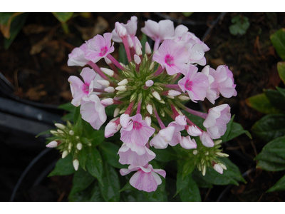 Phlox paniculata
